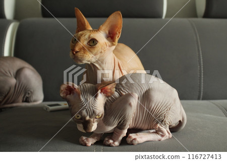 An adult cat and a kitten of the Sphynx breed are sitting on a gray sofa. Unusual pet cats 116727413