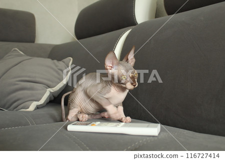Cat and remote control. Games and pranks of small kittens of the Sphynx breed. Raising pets Cat and remote control. Games and pranks of small kittens of the Sphynx breed. Raising pets 116727414