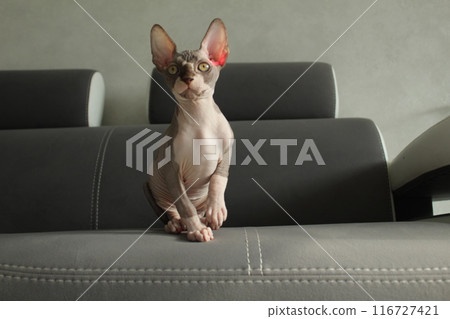 Portrait of a gray cat, a sphinx, on furniture, a gray sofa with space for text. Caring for a kitten at home Portrait of a gray cat, a sphinx, on furniture, a gray sofa with space for text. Caring for a kitten at home 116727421
