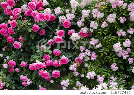 花園裡盛開的美麗的粉紅色杯狀玫瑰花 116727485