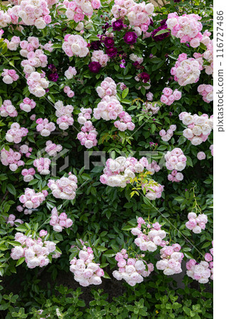 花園裡盛開的美麗的粉紅色杯狀玫瑰花 116727486