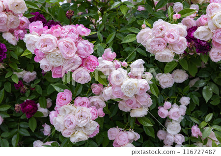 花園裡盛開的美麗的粉紅色杯狀玫瑰花 116727487