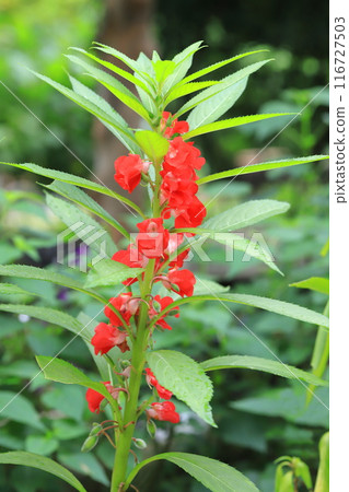 寶泉花的花和幼果 寶泉花的花和幼果 116727503