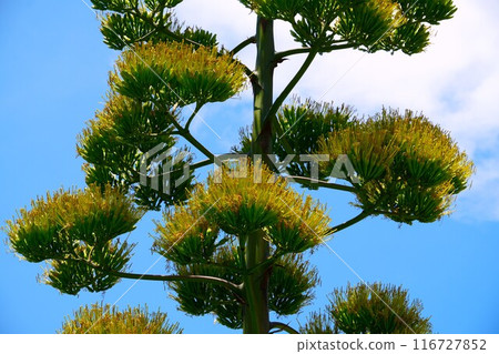 在藍天的襯托下閃閃發光的龍舌蘭 在藍天的襯托下閃閃發光的龍舌蘭 116727852