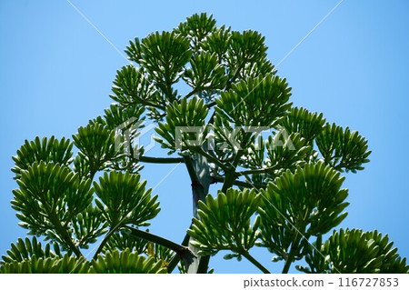 在藍天的襯托下閃閃發光的龍舌蘭 116727853