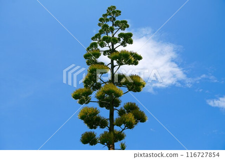 Agaves shining against the blue sky 116727854