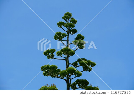 在藍天的襯托下閃閃發光的龍舌蘭 116727855