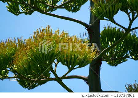 Agaves shining against the blue sky Agaves shining against the blue sky 116727861