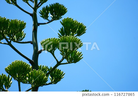 在藍天的襯托下閃閃發光的龍舌蘭 116727865