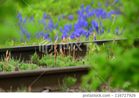 Spring on the Railroad 116727926