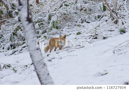 Late snow and foxes Late snow and foxes 116727934