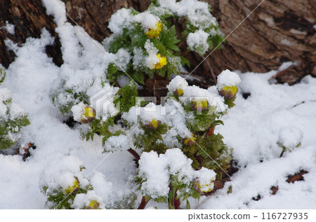 Adonis flowers covered in snow 116727935