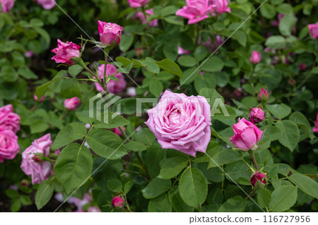 Beautiful pink rose flower blooming in the garden Beautiful pink rose flower blooming in the garden 116727956