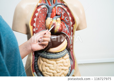 Student teenage learning anatomy biology with human body model in classroom at high school. Student teenage learning anatomy biology with human body model in classroom at high school. 116727975
