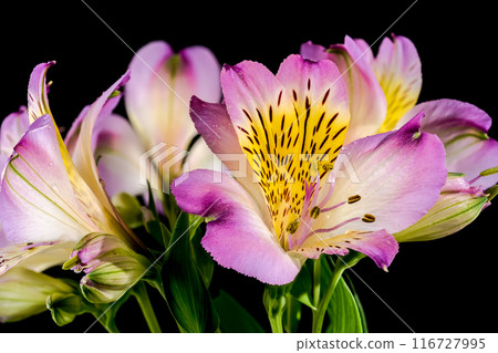 Blooming pink Alstroemeria on a black background 116727995