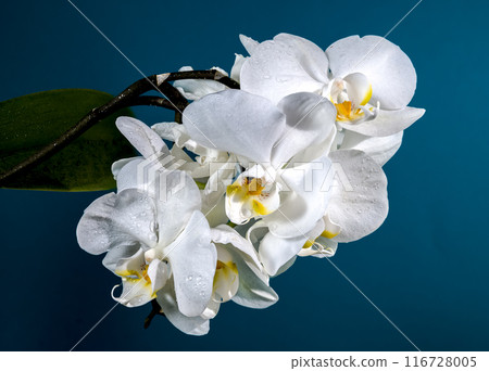 Blooming white orchid on a blue background Blooming white orchid on a blue background 116728005