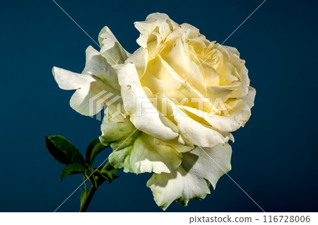 White Tea rose on a blue background White Tea rose on a blue background 116728006