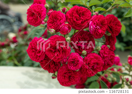 Close-up of beautiful red rose flower blooming in a rose garden Close-up of beautiful red rose flower blooming in a rose garden 116728131