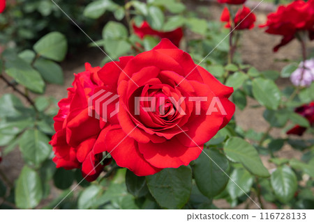 玫瑰園裡盛開的美麗紅玫瑰花的特寫 玫瑰園裡盛開的美麗紅玫瑰花的特寫 116728133