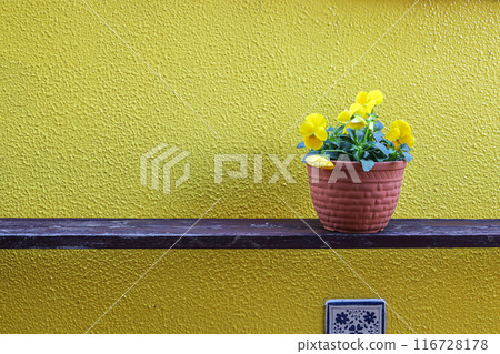Potted viola plant against a yellow wall background Potted viola plant against a yellow wall background 116728178