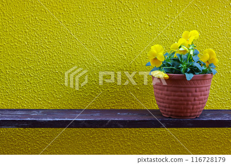 Potted viola plant against a yellow wall background Potted viola plant against a yellow wall background 116728179