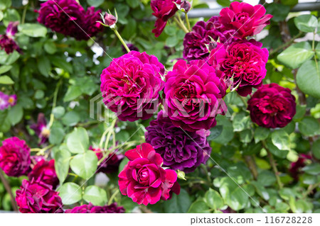 Beautiful purple rose flower blooming in the garden Beautiful purple rose flower blooming in the garden 116728228