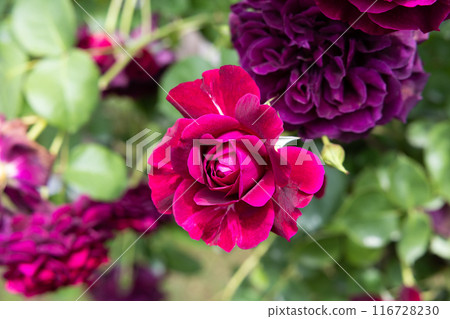 花園裡盛開的美麗紅紫色玫瑰花 116728230