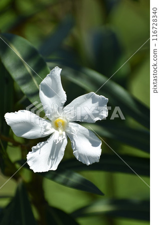 Flowers of Lychee 116728340