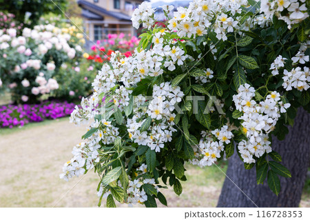 White landscape rose flowers in the garden 116728353