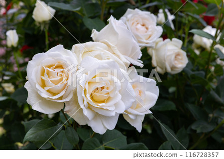 Beautiful white rose flower blooming in the garden Beautiful white rose flower blooming in the garden 116728357