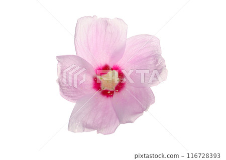 沙龍玫瑰花，白色背景 116728393