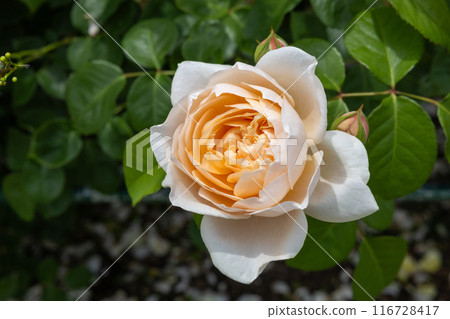 Beautiful rosette yellow rose flower blooming in a garden 116728417