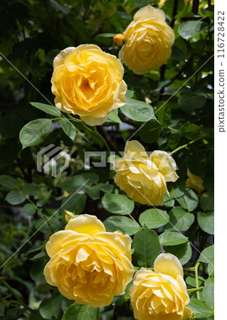 花園裡盛開的美麗玫瑰花黃色玫瑰花 116728422