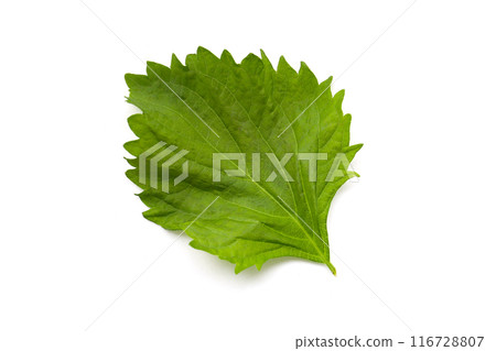 紫蘇，白色背景 116728807