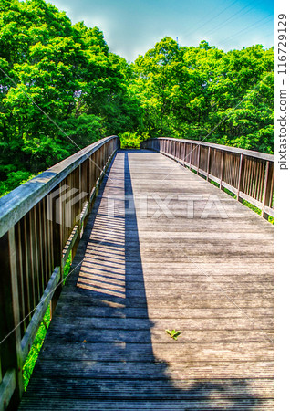 Wooden bridge Wooden bridge 116729129