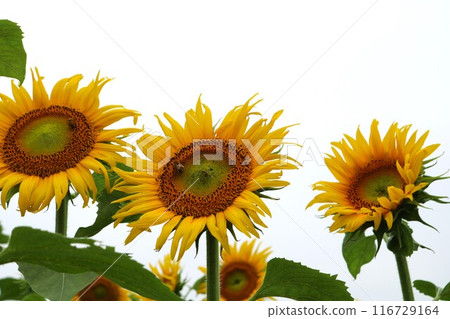 向日葵綻放 夏天平靜的向日葵田 向日葵綻放 夏天平靜的向日葵田 116729164
