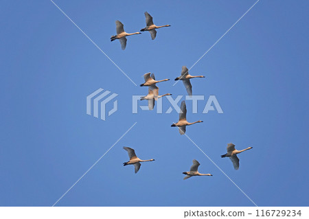 A flock of flying whooper swans. A flock of flying whooper swans. 116729234