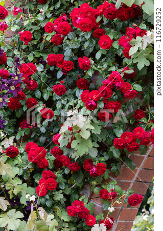 Beautiful red roses blooming along a brick wall 116729252