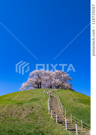 從埼玉古墳公園東側眺望櫻花 116729267