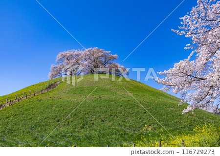 從埼玉古墳公園東側眺望櫻花 從埼玉古墳公園東側眺望櫻花 116729273