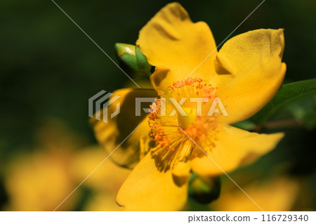 Quincebai Quincebai 116729340