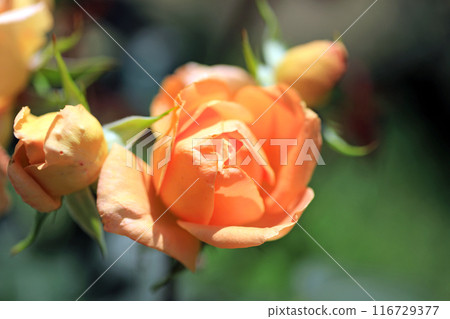 玫瑰花 116729377