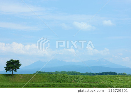 北海道，初夏 116729501