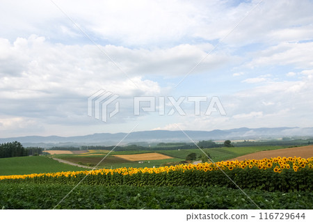 Green vegetable field and sunflower field in full bloom Green vegetable field and sunflower field in full bloom 116729644