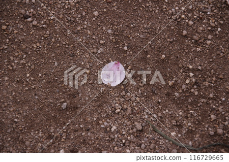 櫻花落在地上的花瓣 116729665