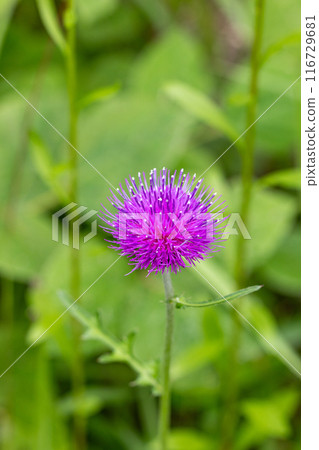 薊花盛開在草地上 薊花盛開在草地上 116729681