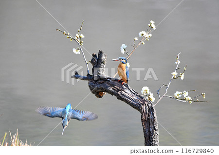 白梅和翠鳥。 116729840