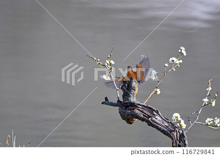 白梅和翠鳥。 116729841