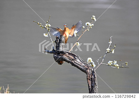 白梅和翠鳥。 白梅和翠鳥。 116729842