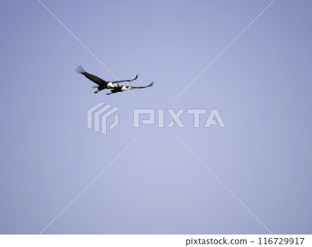 一群白頂鶴的飛翔 116729917